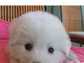 深圳純種大白熊幼犬轉讓，精心養育公母可選