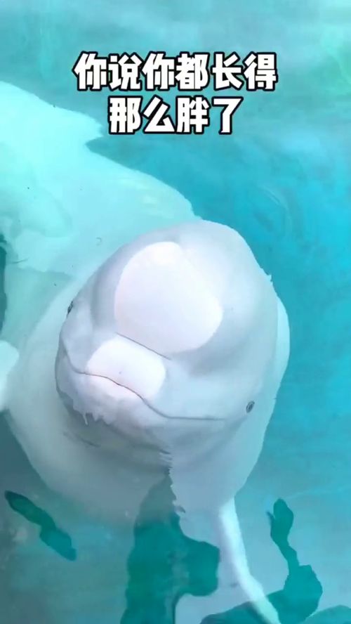 當寵物也有小脾氣 從“大白鯨吐口水”看另類寵物養護